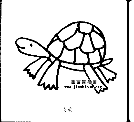 乌龟简笔画与资料